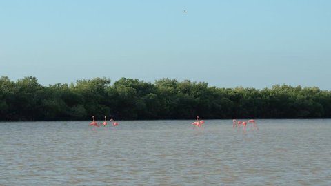 A group of stunning pink flamingos searching for food in shallow water in overgrown mangrove swamp in sunny Rio Lagartos lagoon, Mexico. Wild flamingoes wading in a muddy river estuary eating algae