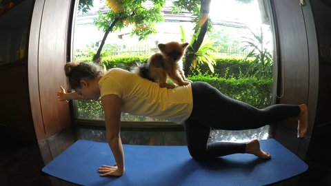 Funny Yogi Woman Practices Yoga With Pomeranian Dog On Back. HD, 1920x1080. 