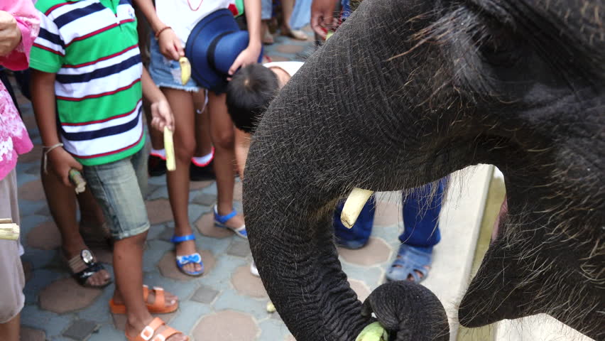 children feeding elephants