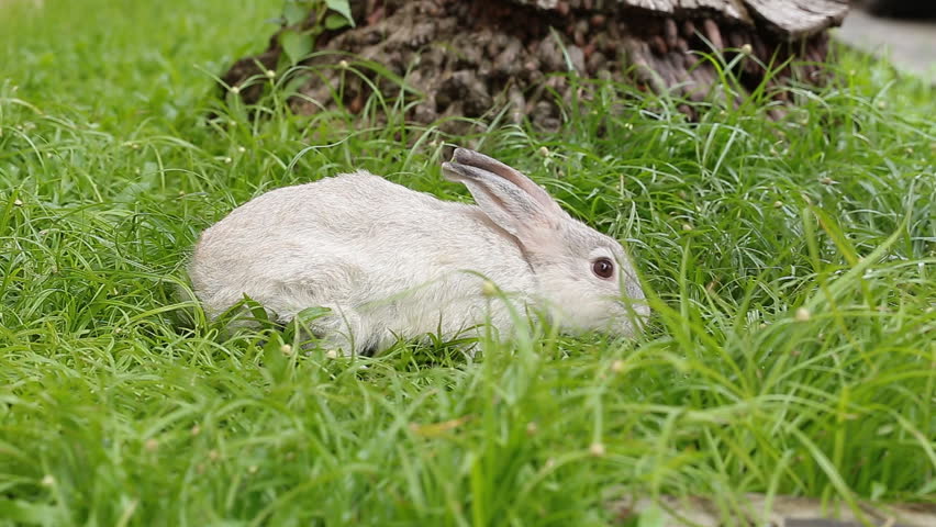 Gray bunny rabbit on green grass background.