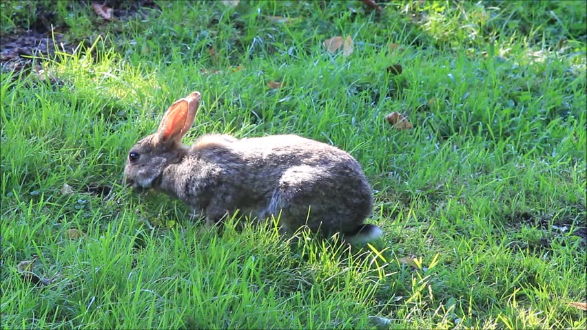 wild rabbit park eating grass Stock Footage Video (100% Royalty-free ...