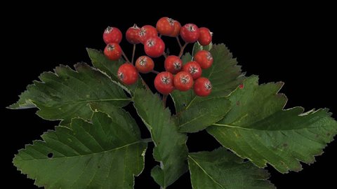 Time-lapse of drying Sorbus Aria (whitebeam or common whitebeam) tree leaves 1b1 in PNG+ format with ALPHA transparency channel isolated on black background
