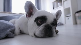 Black and white cute french bulldog is sleeping in white room. 4K video for background of pet shop, clinic.
