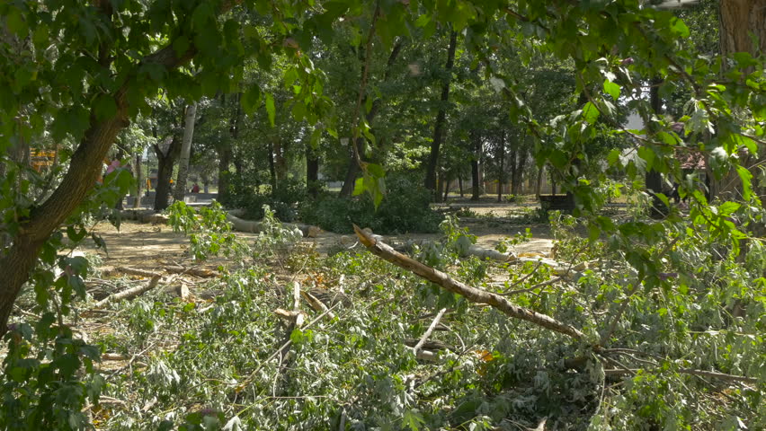 Cut park with dry trees felled on the ground, shot through the branches in the foreground