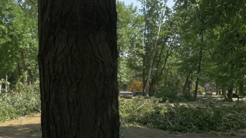 View from the shadows on fallen dry trees and branches in the park