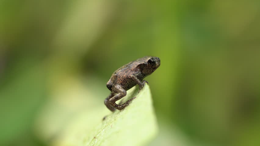 Small frogs are the size of a mosquito. A lot of small frogs Wild nature of Siberia. Vasyugan marshes, the largest swamps in the world.