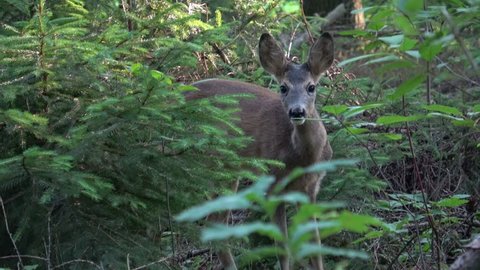 Young doe in a forest. Roe deer, Capreolus capreolus. Wildlife scene from nature.