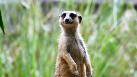 Close up meerkat standing and keep watching for hunter.
 Meerkats live in all parts of the Kalahari Desert in Botswana, the Namib Desert of Namibia and southwestern Angola, and in South Africa.