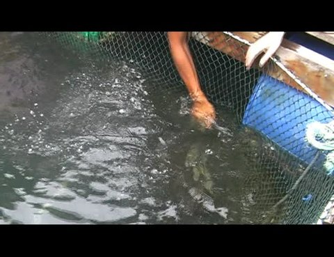 trained stingray  kisses a hand