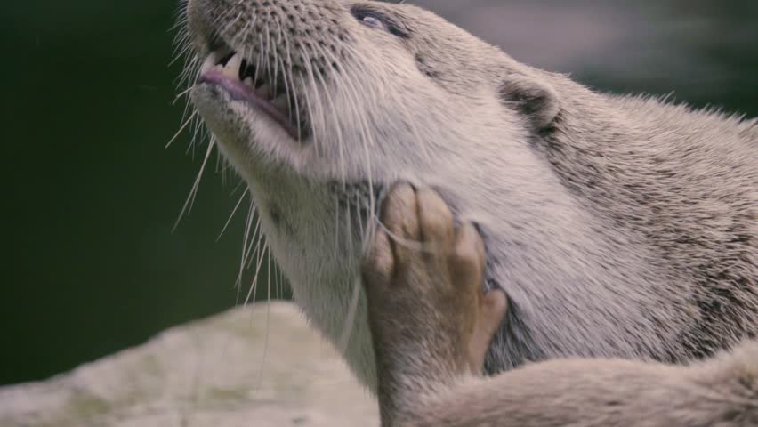 The otter (Lutra) known as the European, Eurasian river, common, and Old World otters, is a semiaquatic mammal native to Eurasia. Slow motion 250 FPS Closeup on head, mouth.