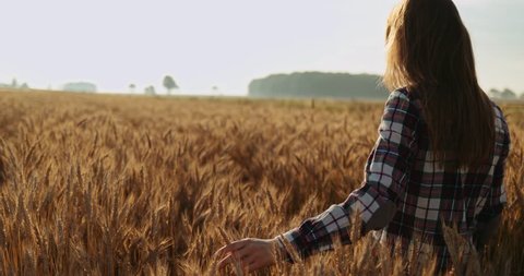 Young Woman Touching Wheat Ears at Sunrise, dolly shot. SLOW MOTION 4K DCi. Happy Girl running her hand through wheat field. Sun lens flare. Good harvest concept. Cinematic morning shot