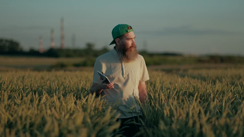 Agriculturist, Farmer Walking Through the Fields With Wheat Grown, up Digital Tablet in Hands, Inspection of the Crop