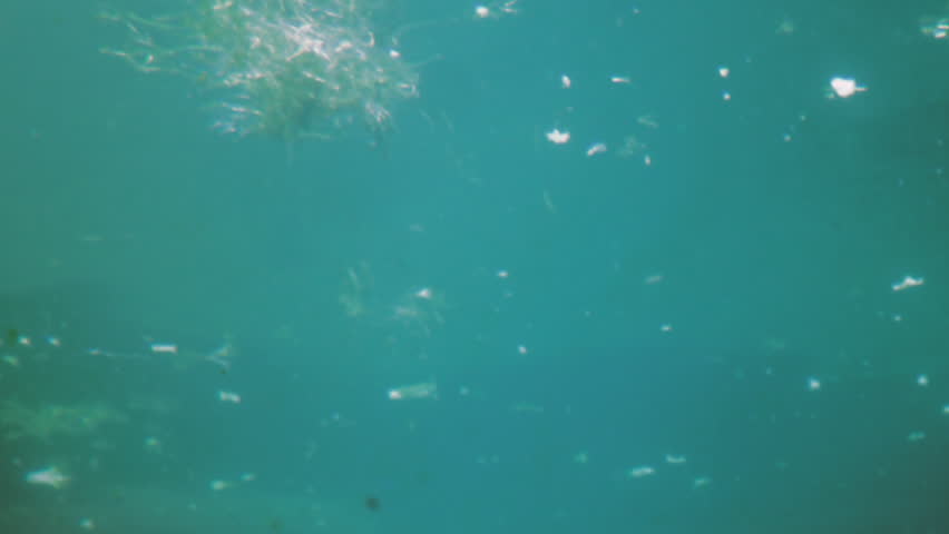 Manatee sea cow (Trichechus manatus) feeding underwater 