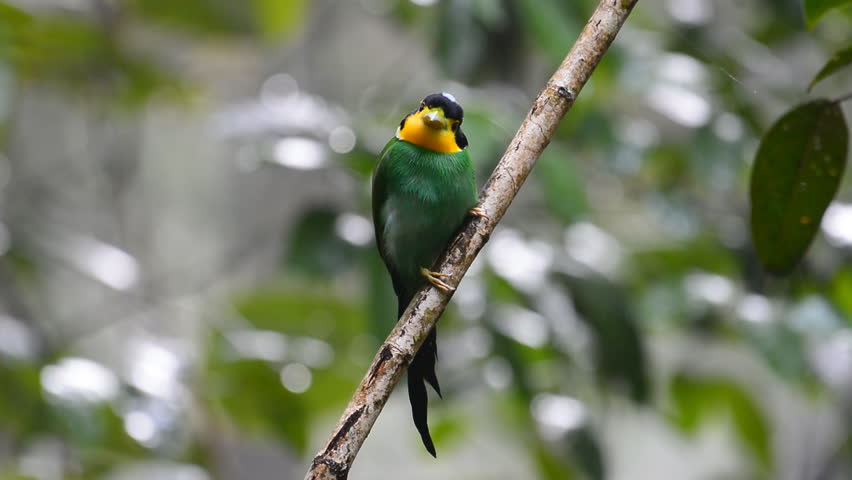 Beautifu green bird (long-tailed broadbill, Psarisomus dalhousiae) perching on a branch.