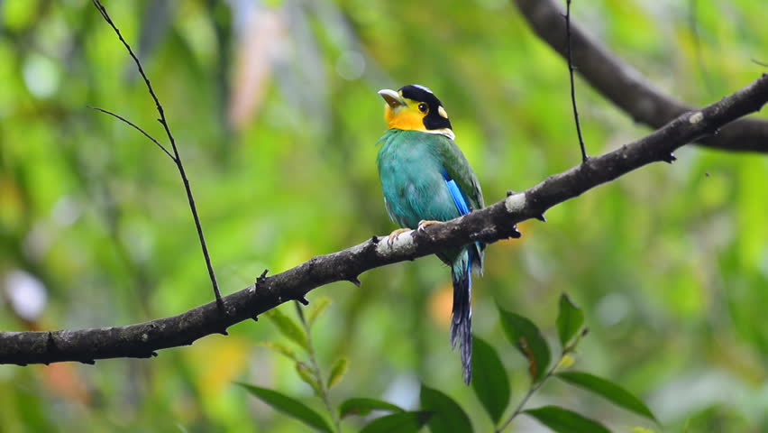 Beautifu green bird (long-tailed broadbill, Psarisomus dalhousiae) perching on a branch.