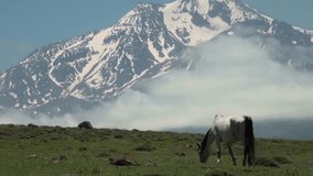 Horse on the mountain video