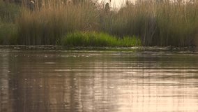 Safari into the Okavango Delta (Botswana) as 4K UHD footage
