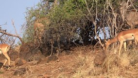 Impalas in the Chobe National Park (Botswana) as detailed 4K UHD footage