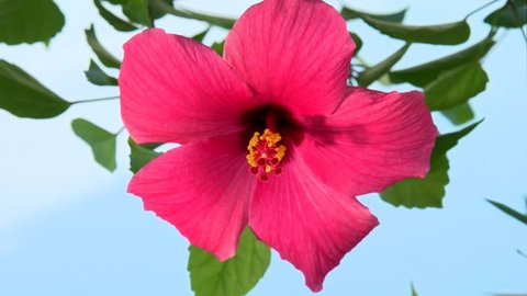 TIme Lapse Flower. Beautiful flower bloom. Red hibiscus blossom on background blue sky. High speed camera shot. Full HD 1080p. Timelapse 
