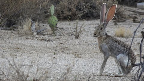 Unique jackrabbit exhibits extremely long, erect ears with blood vessels that regulate heat, sits, relaxed, then stretches its lithe body in Tucson, Arizona desert habitat. 4K UHD 3840x2160