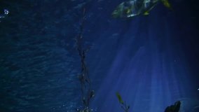 Life in An Aquarium Under Bright Blue Light, Underwater in An Aquarium Landscape, 1080p HD Video, Footage Clip