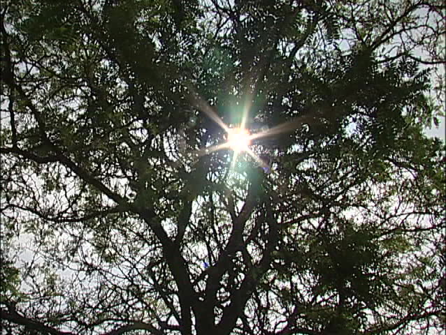 Sunlight through tree branches