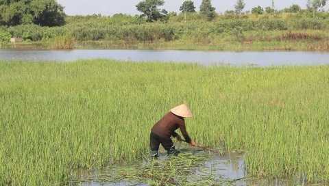 peasant woman cutting rice in the field วิดีโอสต็อก