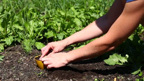 Hands planting small bud in black soil into yellow bowl at garden