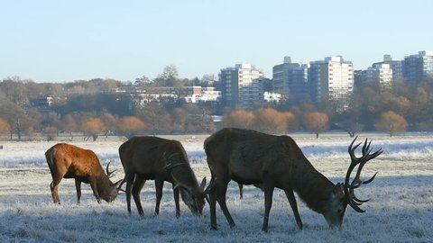 Red deer in Richmond Park with London city in background