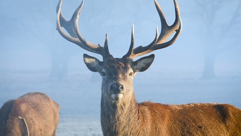 Red deer looking at the camera on a cold morning