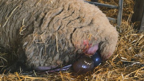 mother sheep ewe gives birth to her lamb in a straw covered barn