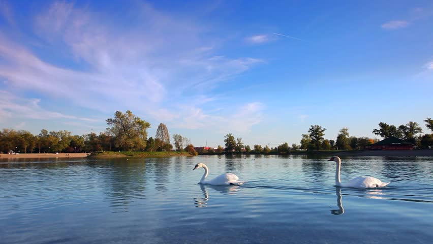 Swans on lake