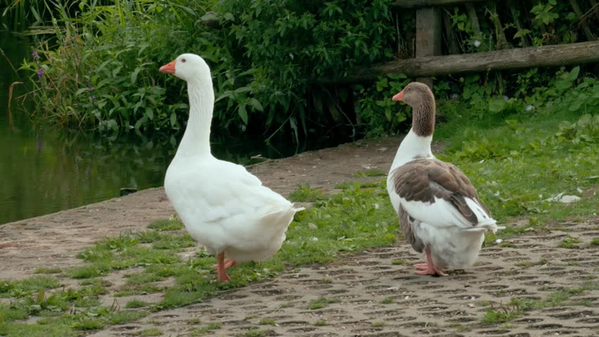 Two Geese by a lake in Essex, England