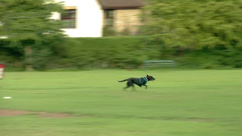 A dog playing fetch in an English park during summer