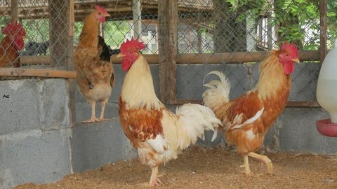 Brown Chickens in a poultry farm.