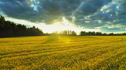 Beautiful idyllic nature, aerial forward motion view over agricultural countryside landscape with blooming canola yellow field, clouds shining sun sunset sky horizon