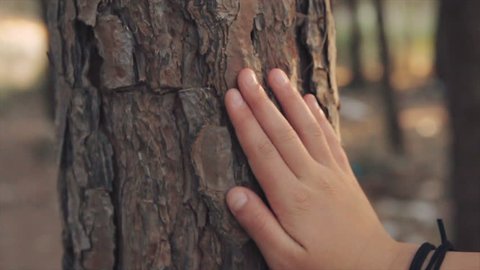 Closeup on little girl hand that touching on tree trunk in the forest