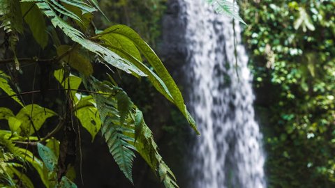 Close up of jungle fern plants moving by breeze of an tropical waterfall