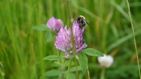 The bumblebee sits on a red clover flower. Close up video HD. Shooting of static camera.