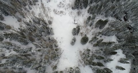 Aerial Snow Forest Telluride CO -  blue spruce, Douglas-fir, limber pine, lodgepole pine, narrowleaf cottonwood, quaking aspen, pin?on pine, plains cottonwood, ponderosa pine, Rocky Mountain juniper