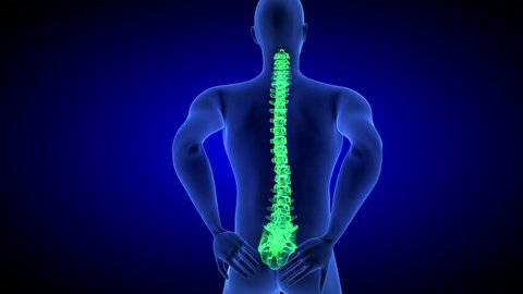 Healthy spine. Spine Pain. Healt Blue Human Anatomy Body 3D scan render on blue background