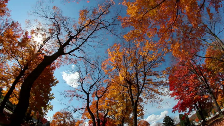 Looking up at the tall colorful trees on a sunny day during the peak of Autumn.