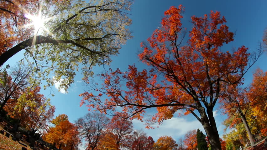 Time lapse shot of Looking up at the tall colorful trees on a sunny day during