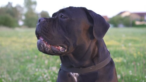 Close up Portrait a Junior 18m. old Dog Cane Corso Breed Champion sitting. Look around in attention in hot evening