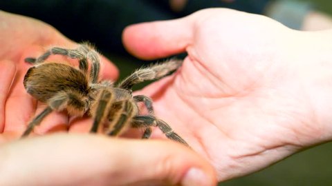 4K Massive Spider Steps From Hand to Hand, Tarantula Large Hairy Insect