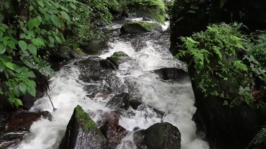 Mountain stream and fresh water in forest