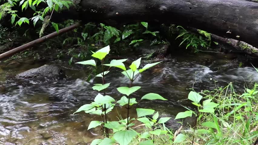 Mountain stream and fresh water in forest