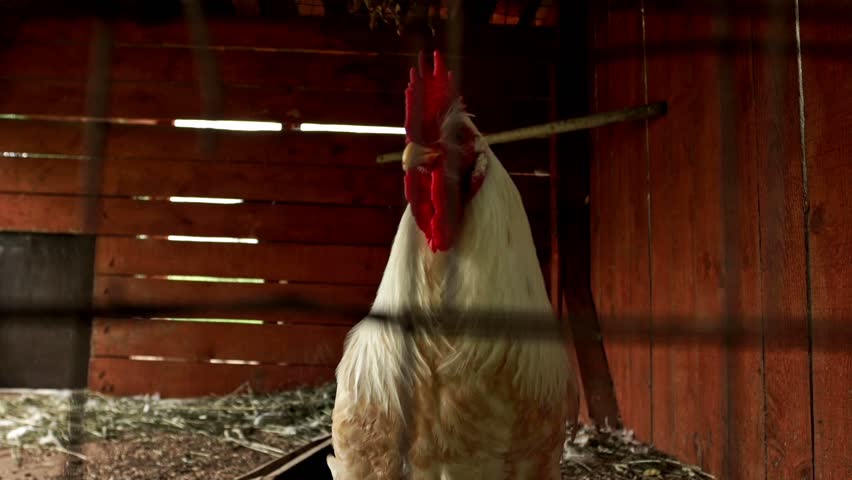 Rooster in barn. Close up white cock walking in village barn. Country poultry in barn. Poultry cock in village. Agriculture