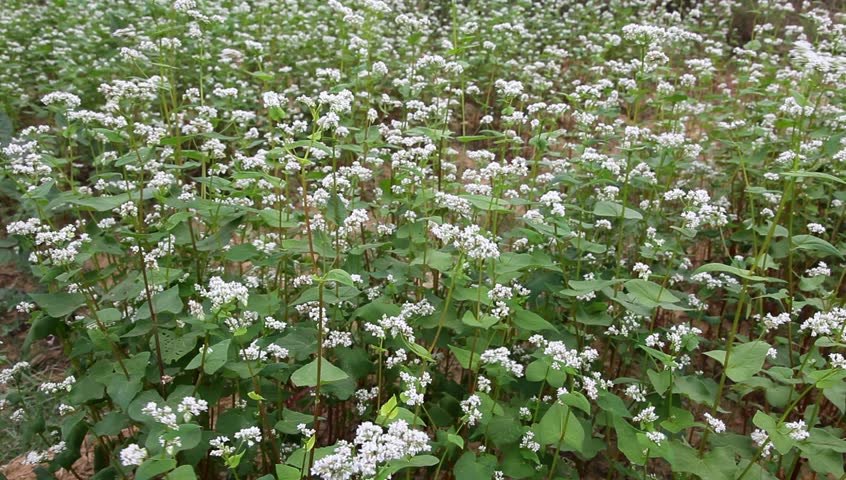 Buckwheat with White Flower in 스톡 동영상 비디오(100% 로열티 프리) 2913547 | Shutterstock