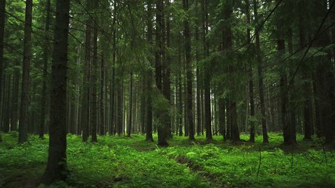 Green Forest. Pine Trees Fairy Forest. Untouched spruce. Elf land. Trees pattern. Camera movement inside the forest. Ferns and fir with moos on the ground. Wonderful green mountain forest in summer 